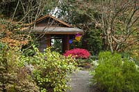 Mixed Hebes with bare Vine Maple branches frame gravel path leading to Tateuchi Pavillion with 'Red Dragon' laceleaf Japanese Maple