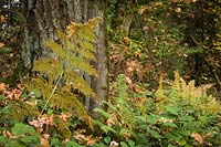 Pteridium aquilinum, Gaultheria shallon, Polystichum munitum, Pseudotsuga menziesii, Acer macrophyllum - Bracken Fern, Salal, Sword Fern at base of Douglas-fir, Bigleaf Maple trunks
