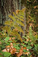 Pteridium aquilinum, Gaultheria shallon, Polystichum munitum, Pseudotsuga menziesii, Acer macrophyllum - Bracken Fern, Salal, Sword Fern at base of Douglas-fir, Bigleaf Maple trunks
