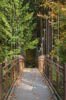 Acer macrophyllum, Thuja occidentalis - Bigleaf Maples, Western Redcedars frame suspension bridge in the Ravene Experience