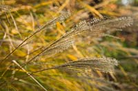 Miscanthus sinensis 'Arabesque' - 'Arabesque' Maiden Grass seedheads detail