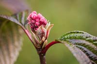 Viburnum x bodnantense 'Dawn' - 'Dawn' Viburnum flower buds with raindrops