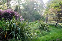 Early morning sunlight in a woodland garden