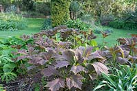 Early morning sunlight in a woodland garden with young leaves of Rodgersia podophylla in foreground