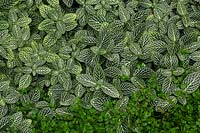 Fittonia albivenis 'Nana' - Silver Net-Leaf or Nerve  Plant - mixed with Soleirolia soleirolii - Baby Tears, view from above