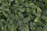 Fittonia albivenis 'Nana' - Silver Net-Leaf or Nerve  Plant - view from above