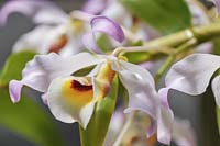 Blooming Dendrobium signatum - Orchid or Marked Dendrobium, Dendrobium hildebrandtii, Dendrobium tortile var. hildebrandi