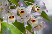Cluster of Dendrobium signatum  - Orchid  or Marked Dendrobium, Dendrobium hildebrandtii, Dendrobium tortile var. hildebrandi - flowers