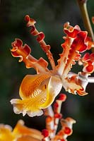 Schomburgkia - Orchid syn. Myrmecophila or Laelia