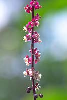 Flowering Trichostigma peruvianum