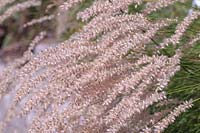 Pennisetum setaceum - Fountain Grass African Fountain grass, Crimson Fountaingrass