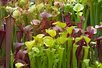 Sarracenia flava ornata - Yellow Pitcher Plant or Trumpet Pitcher - with purple forms