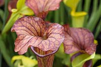 Sarracenia flava atropurpurea -  Pitcher Plant or Trumpet Pitcher-  lid detail
