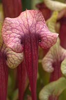 Sarracenia flava atropurpurea - Pitcher Plant or Trumpet Pitcher