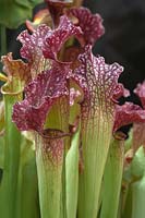 Sarracenia - Pitcher - plants showing lip and veins 
