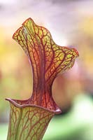 Sarracenia flava ornata - Yellow Pitcher Plant or Trumpet Pitcher -closeup of veined lid 