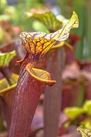 Sarracenia flava ornata - Yellow Pitcher Plant or Trumpet Pitcher