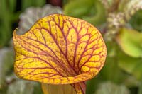 Sarracenia flava ornata - Yellow Pitcher Plant or Trumpet Pitcher, veined lid close up