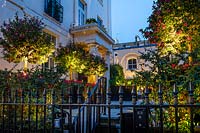 Street view over railings of illuminated front garden with uplights under rows of Camellia sasanqua 'Cleopatra' trained as standards 