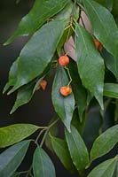 Fruit of Euonymus myrianthus 