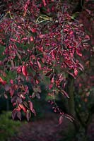 Euonymus europaeus 'Red Cascade' in Autumn
