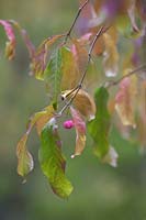 Euonymus oxyphyllus in Autumn