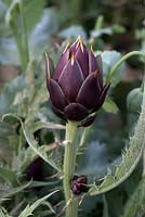Cynara cardunculus Scolymus Group 'Violet de Provence' - Globe Artichoke - enlarged bud