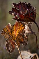 Darmera peltata, Unbrella plant leaves in Autumn