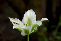 Tulipa 'Spring Green' Viridiflora Tulip
