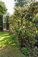 Espaliered pears in a small city garden in Bristol in September