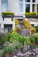 Steps framed by pots of yellow bidens lead down into the back garden of a semi-detached house in Bristol in September. Other flowers include are pink argyranthemums, agapanthus and Erigeron karvinskianus.