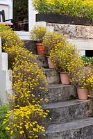 Steps framed by pots of yellow Tagetes 'Lemon Gem' lead down into the back garden.
