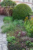 Front garden planting of Cyclamen hederifolium, Erigeron karvinskianus and sedums, with annuals rudbeckias, marigolds and cosmos in Bristol in September, Structure is provided by a clipped pyracantha and a mahonia with cleared lower stems