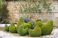 A group of topiary Buxus - Box - box hens 