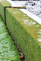 A low wall of Buxus - Box - against a stone wall 