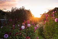 Dawn breaking over the field of flowers grown for cutting