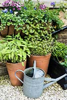 Terracotta pots planted with sage and mint, a galvanised watering can and window trough planted with annuals