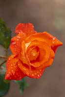 Rosa 'France Libre' other names: Rosa 'Deljaunor', Rosa 'Summer Sunset' hybrid tea rose with drops after rain. 