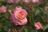 Rose 'Augusta Luise' - Tantau, 1999, tea rose with drops after rain. 