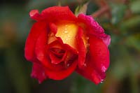 Rosa 'Parfume de Grasse' 