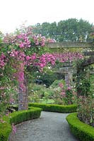 View through pergola made of brick with timber beams covered with Rosa 'Minnehaha' - Rambler Rose - paved path edged with Buxus - Box - edging