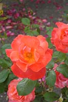 Rosa 'Tintinara' Rose