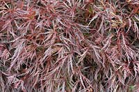 Acer palmatum var. dissectum 'Dissectum Nigrum'