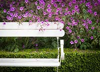 Geranium maderense in flower spilling over a white bench and clipped box hedge