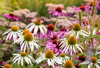 A butterfly lands on a white Echinacea