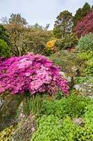 Azaleas cling to rocks in Holehird Gardens, Cumbria, home to the Lakeland Horticultural Society 