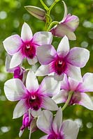 Dendrobium nobile 'Polar Fire' orchid