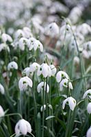 Galanthus 'Ophelia' - Snowdrop