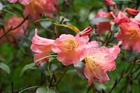 Rhododendron 'September Song'