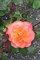 Rosa 'Typhoon' rose